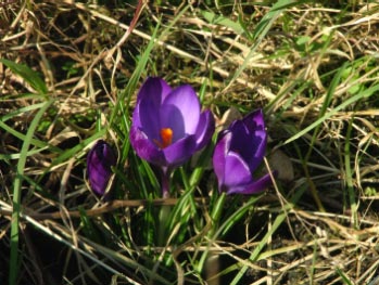 Crocus tommasinianus 'Ruby Giant' bestellen